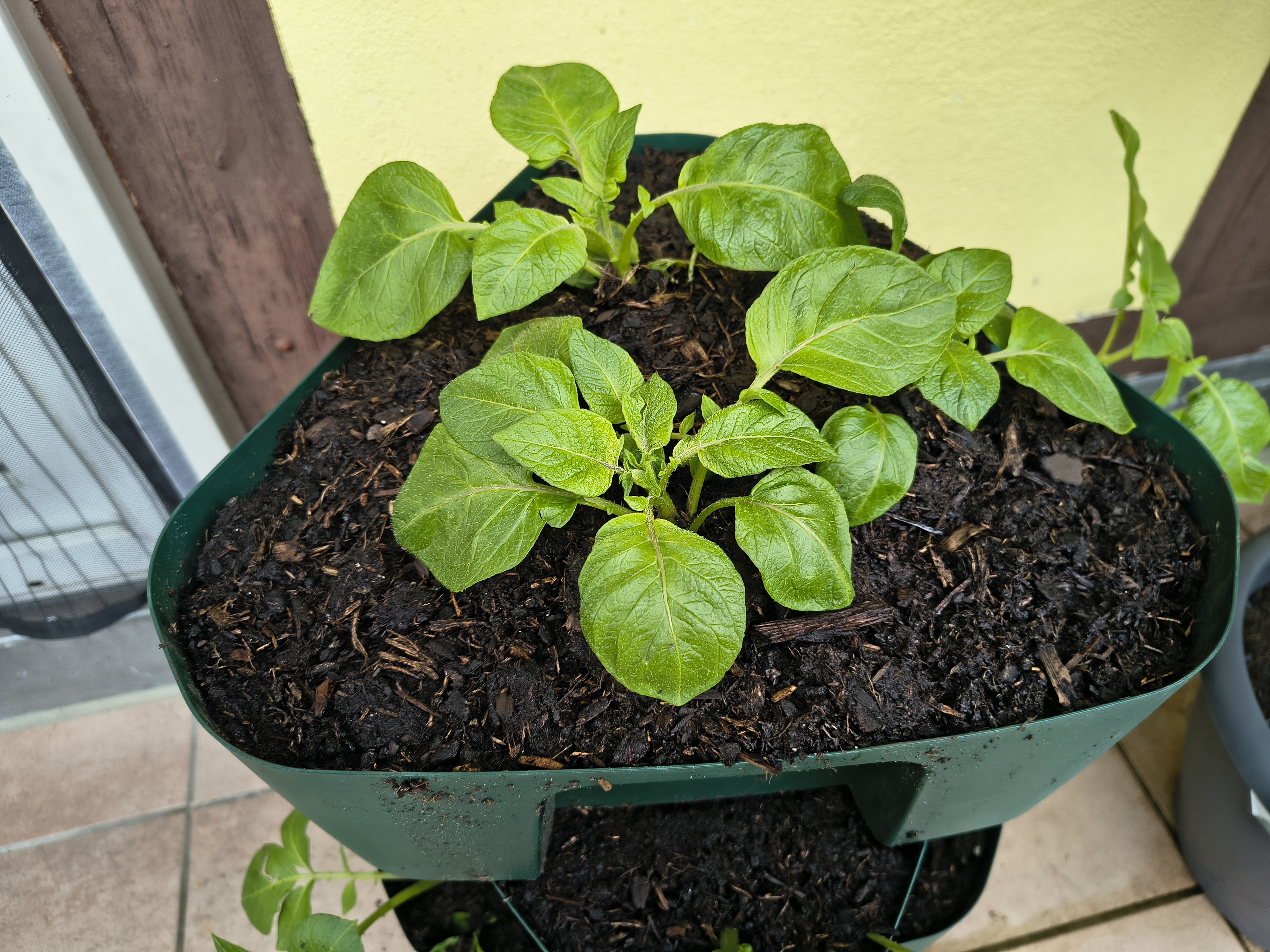 Balkon-Garten Update nach den Eisheiligen 🌱